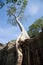 Spung tree at Preah Khan temple, Angkor