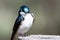 Spunky Little Tree Swallow Making Direct Eye Contact While Perched atop a Weathered Wooden