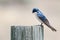 Spunky Little Tree Swallow Perched atop a Weathered Wooden Post