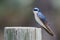 Spunky Little Tree Swallow Perched atop a Weathered Wooden Post