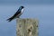 Spunky Little Tree Swallow Perched on top of a Wooden Post