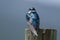 Spunky Tree Swallow Making Direct Eye Contact While Perched atop a Weathered Wooden Post
