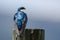 Spunky Tree Swallow Perched atop a Weathered Wooden Post