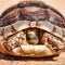 Spur-thighed Tortoise