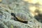 Spur-thighed tortoise