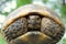 Spur-thighed tortoise