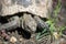 Spur-thighed tortoise .Old turtle on the garden . Greek tortoise.