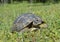 Spur thighed turtle (Testudo graeca)
