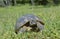 Spur thighed turtle (Testudo graeca)