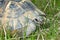 Spur-thighed turtle / Testudo graeca iber