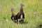 Spur-winged geese in natural habitat