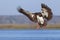 Spur-winged Goose