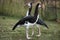 Spur-winged goose (Plectropterus gambensis).