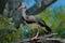 Spur-winged goose, Plectropterus gambensis, big black African bird with red bill sitting on the tree trunk. Animal in the habitat,