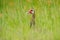 Spur-winged goose, Plectropterus gambensis, big black African bird with red bill sitting on the tree trunk. Animal in the habitat,