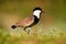 Spur-winged Lapwing Plover, Vanellus spinosus, Sunset, bird evening near the water with green vegetation, Lake Awassa in Ethiopia