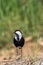 Spur-winged lapwing. The spur-winged lapwing or spur-winged plover Vanellus spinosus is a lapwing species