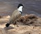 Spur-winged lapwing walking on river shore