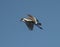 Spur-winged lapwing wild bird in flight