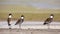 Spur-winged lapwings