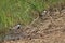 Spur-winged lapwings in the Oiseaux du Djoudj National Park.