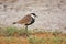 The spur winged plover