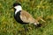 Spur Winged Plover