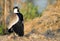 Spur winged plover, common bird in Egypt and Africa.