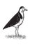 Spur-Winged Plover or Masked Lapwing Standing Woodcut Black and White
