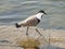 Spur winged plover wading in water