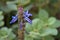 Spurflower, Plectranthus neochilus, medicinal plant used in alternative medicine
