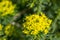 Spurge cypress (Euphorbia myrsinites) blossom