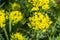 Spurge cypress (Euphorbia myrsinites) blossom