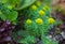 Spurge cypress flowers