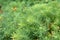 Spurge cypress grass