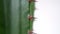 Spurge Euphorbia cactus thorns on green tropical houseplant spine