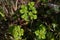 Spurge ( Euphorbia helioscopia ). Euphorbiaceae.