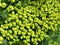 Spurge flowers Euphorbia Amygdaloides. Background in green and yellow flowers