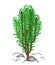 The spurge grows in nature. Beautiful and unpretentious. Euphorbia decorative juicy green twigs. Decoration of dry land in hot
