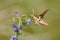 Spurge Hawk, Hyles Euphorbiae