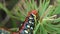 Spurge Hawk-moth caterpillar eating spurge close up