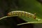 Spurge Hawk moth caterpillar, Hyles euphorbiae