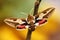 Spurge Hawk-moth (Hyles euphorbiae)