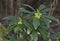 Spurge Laurel