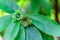 Spurge Laurel - Daphne laureola, in Cotswold woodland