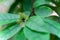 Spurge Laurel - Daphne laureola, in Cotswold woodland