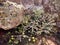 Spurge, milkweed plants on a red sandy volcanic hillside. Lanzarote