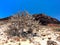 Spurge, milkweed plants on a sandy volcanic hillside. Against the backdrop of mountains, volcanoes and deep blue sky. Lanzarote