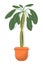 Spurge palm potted houseplant