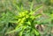 Spurge plant in the garden, closeup